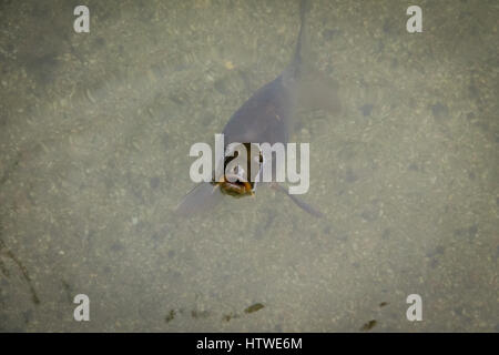 Poisson carpe bouche au-dessus de l'eau Banque D'Images