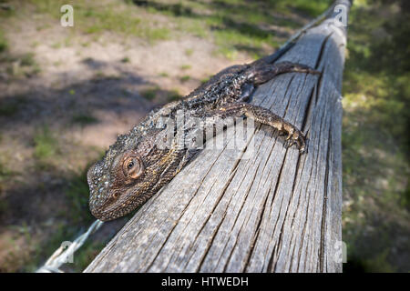 Eastern dragon barbu (Pogona barbata) Banque D'Images