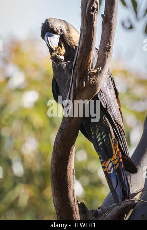 Cacatoès noir brillant (Calyptorhynchus lathami) - Kangaroo Island, Australie du Sud Banque D'Images