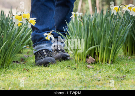 Bien que la marche des jonquilles dans un jardin boisé. Evenley Evenley jardins, bois, Northamptonshire, Angleterre Banque D'Images