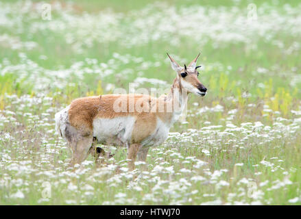 L'antilope d'un doe (Antilocapra americana) infirmières son faon, en Amérique du Nord Banque D'Images