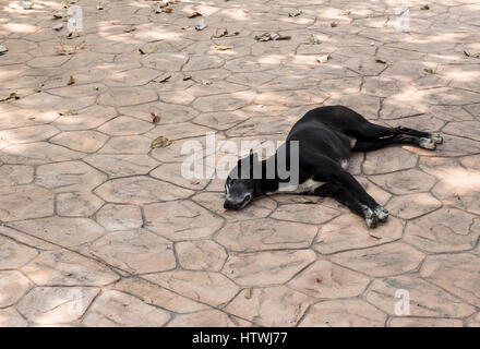 Jeune chien noir est en train de dormir sur le béton dans le temple thaïlandais Banque D'Images