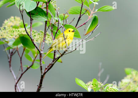 Le chant d'une Paruline jaune (Dendroica petechia), Montana Banque D'Images