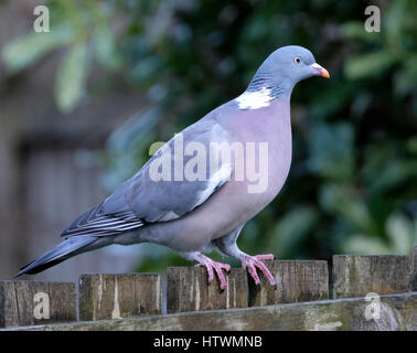 Un pigeon ramier assis sur une clôture de jardin au début du printemps, de l'Écosse Banque D'Images