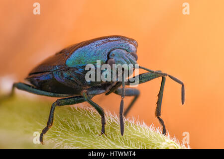 - Grossissement extrême, shieldbug Zicrona Caerulea Blue Banque D'Images