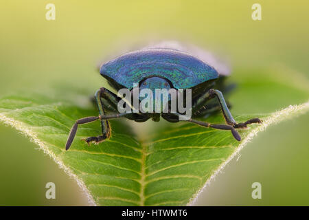 - Grossissement extrême, shieldbug Zicrona Caerulea Blue Banque D'Images