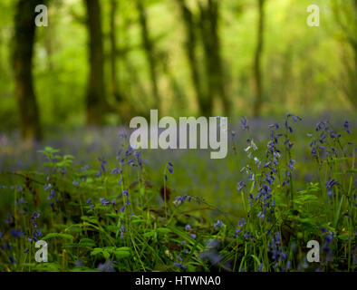 Paysage près de native English Bluebells au printemps à Lanhydrock Banque D'Images