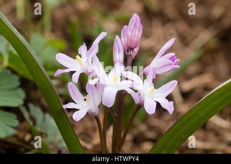 Chionodoxa forbesii 'Pink Giant', un formulaire rose de la "gloire de la neige de printemps' ampoule nain Banque D'Images