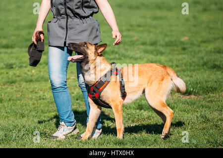 Jeune homme travaillant avec un chien Malinois dans une formation de défense en journée ensoleillée dans le parc. Le gestionnaire est le port d'un uniforme spécial avec un manchon, pour W Banque D'Images