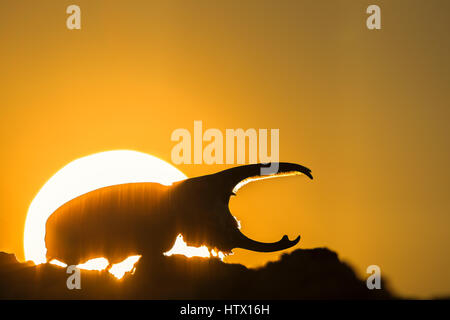 Western Hercules Beetle homme marche sur log, silhouetté par soleil levant. Cette du scarabée rhinocéros a été photographié dans l'Arizona. Banque D'Images