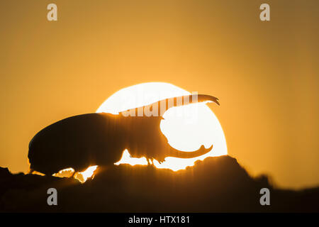 Western Hercules Beetle homme marche sur log, silhouetté par soleil levant. Cette du scarabée rhinocéros a été photographié dans l'Arizona. Banque D'Images