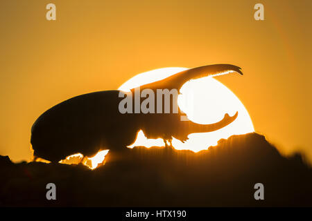 Western Hercules Beetle homme marche sur log, silhouetté par soleil levant. Cette du scarabée rhinocéros a été photographié dans l'Arizona. Banque D'Images