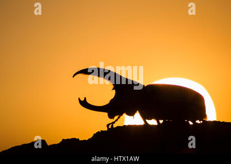 Western Hercules Beetle homme marche sur log, silhouetté par soleil levant. Cette du scarabée rhinocéros a été photographié dans l'Arizona. Banque D'Images