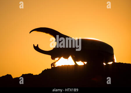 Western Hercules Beetle homme marche sur log, silhouetté par soleil levant. Cette du scarabée rhinocéros a été photographié dans l'Arizona. Banque D'Images