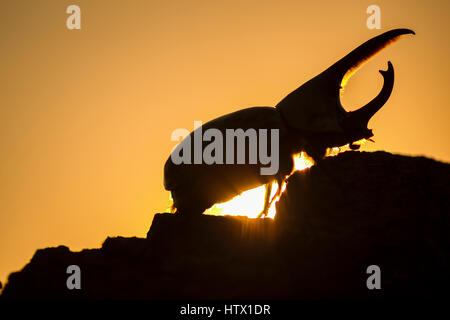 Western Hercules Beetle homme marche sur log, silhouetté par soleil levant. Cette du scarabée rhinocéros a été photographié dans l'Arizona. Banque D'Images