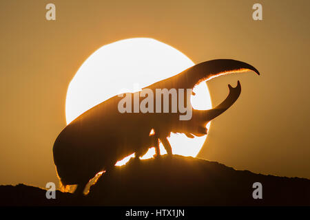 Western Hercules Beetle homme marche sur log, silhouetté par soleil levant. Cette du scarabée rhinocéros a été photographié dans l'Arizona. Banque D'Images