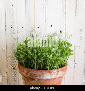 Les jeunes plantes vert pois vrille pousses en plante en pot, plants contre fond peint en blanc Banque D'Images