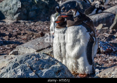 Manchots couple standing on the rocks, Cuverville Island, Antarctica Banque D'Images