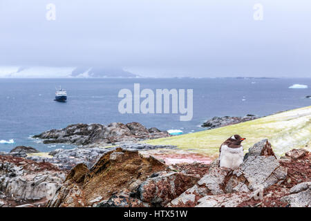 Gentoo pingouin chick stitting sur les rochers avec bateau de croisière et d'icebergs dans l'arrière-plan à Peterman Island, Greece Banque D'Images