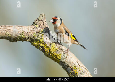 Chardonneret (Carduelis carduelis) perché sur une branche Banque D'Images