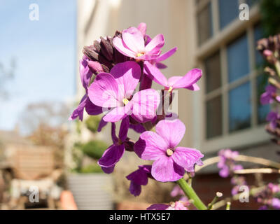 Une photo de quelques fleurs violettes de près. Banque D'Images