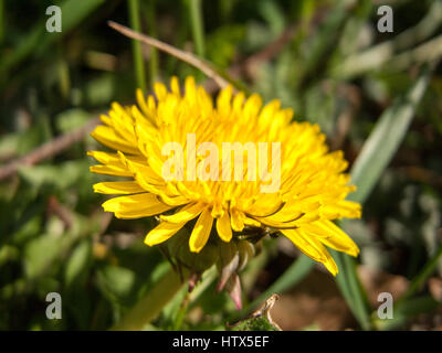 Un beau gros plan d'un Pissenlit jaune. Banque D'Images