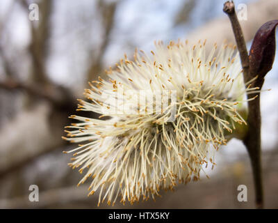 Un close-up de awhite et de l'inflorescence. Banque D'Images