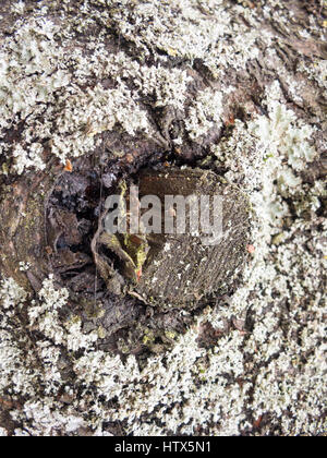 Un stumb dite nodulaire sur un arbre entouré de funk. Banque D'Images