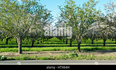 Vue panoramique de fleurs d'amandier dans la région de orchard photographié à partir de l'autre côté de la rue, montrant une section de la route, dans le début du printemps dans Win Banque D'Images