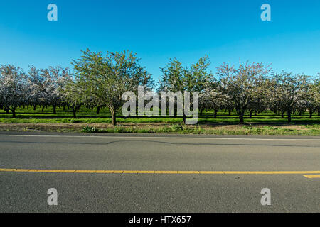 Vue panoramique de fleurs d'amandier dans la région de orchard photographié à partir de l'autre côté de la rue, montrant une section de la route, dans le début du printemps dans Win Banque D'Images