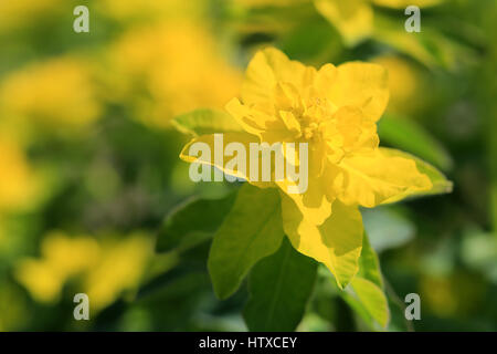 Fleur jaune d'Euphorbia polychroma, communément appelé l'Euphorbe Coussin, Close up au printemps. Banque D'Images