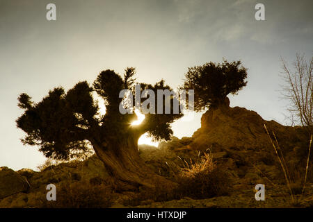 Coucher et au lever du soleil par un vieil arbre dans le désert. Éclairé par led Banque D'Images