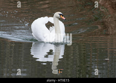 Mute swan (Cygnus olor) natation sur canal Banque D'Images