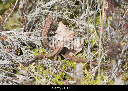 Deux lézards vivipares ou commun (Zootoca vivipara) basking Banque D'Images