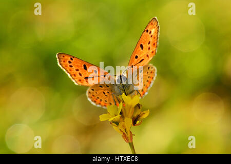 Fiery moindre papillon Cuivre Banque D'Images