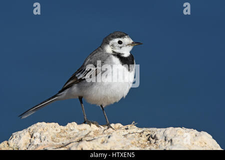 Bergeronnette printanière, Motacilla alba blanc Banque D'Images