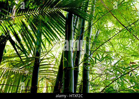 Bamboo grove, forêt de bambou à la Réunion, France Banque D'Images