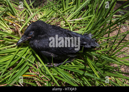 Corneille d'Amérique, jeune, crow crow juvénile, oiseau blessé, blessé, oiseau tombé du nid, Novato, comté de Marin, en Californie Banque D'Images