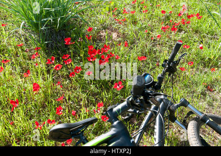 Un groupe de cyclistes contry croix loisirs avec des vêtements de protection. Photographié désert du Néguev, Israël Banque D'Images