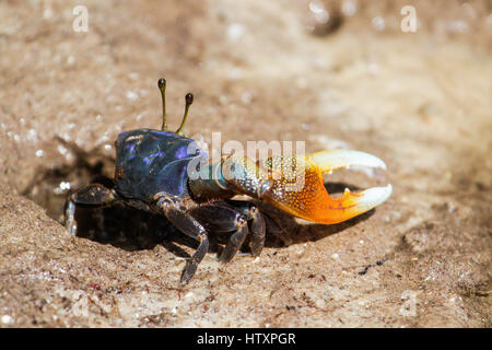 Crabe violoniste sur la boue dans la mangrove. La MIDA Creek. Au Kenya. Banque D'Images