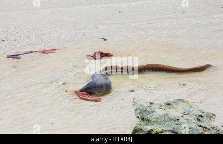 La consommation de poisson Muraena restes sur la plage. Watamu, Kenya. Banque D'Images