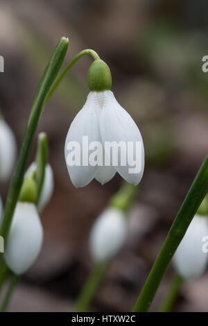 Galanthus rizhensis image montrant une seule fleur Banque D'Images