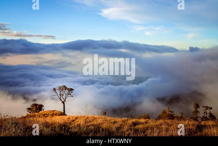 Lonely tree sur un sommet d'une crête du volcan Gunung Rinjani à Lombok, Indonésie Banque D'Images