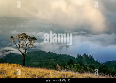 Lonely tree sur un sommet d'une crête du volcan Gunung Rinjani à Lombok, Indonésie Banque D'Images