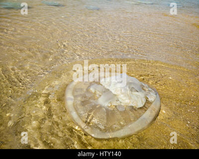 Les méduses échoués sur la plage. Photographié à Haïfa, Israël Banque D'Images