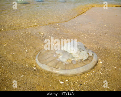 Les méduses échoués sur la plage. Photographié à Haïfa, Israël Banque D'Images