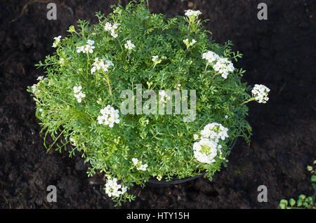 Pritzelago Ice Cube en fleurs en mars prêt à être planté dans un lit de fleur pour les plantes alpines Banque D'Images