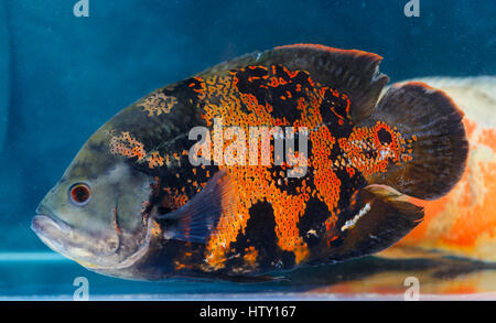 Astronotus ocellatus (Oscar) - L'aquarium de poissons les poissons. Dont l'espèce réside naturellement dans les régions tropicales de l'Amérique du Sud Est Banque D'Images