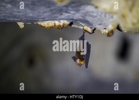 Petit bat pendant du toit dans les grottes Grotte du Vent Kuching Banque D'Images