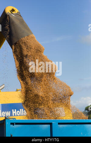 Une ensileuse combinée déchargement des grains récoltés dans un camion pour la livraison à la ferme grain store au Royaume-Uni Banque D'Images